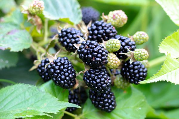 Blackberry Bush Removal in Redding
