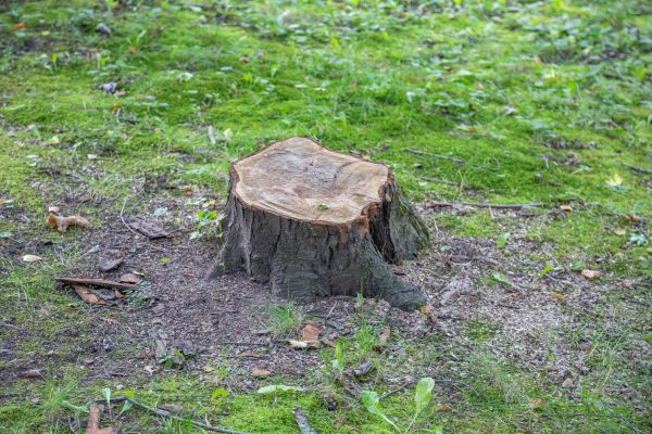 Bush Stump Removal in Redding