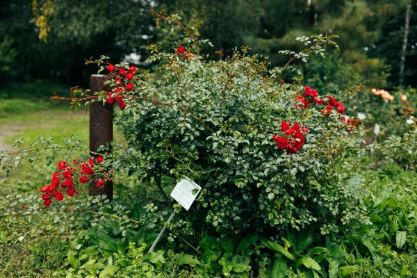 Cost of Rose Bush Removal in Redding