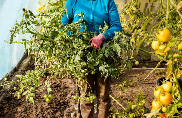 Cost of Garden Plant Removal in Redding