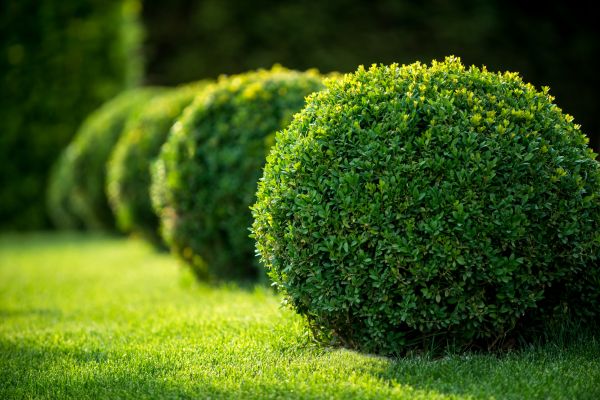Bush Pruning in Redding