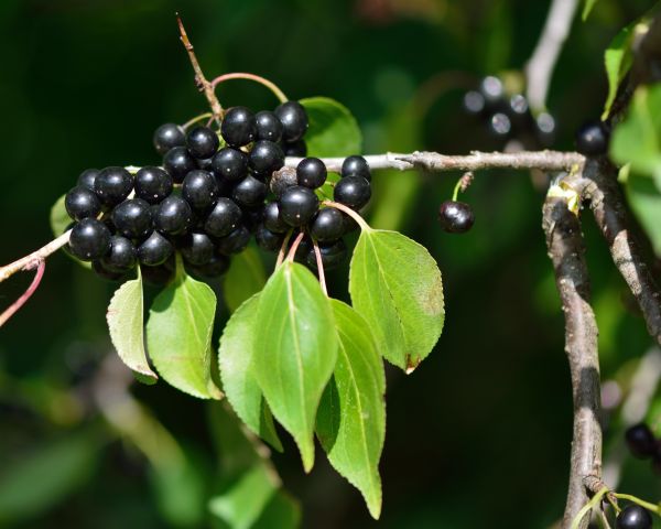 Buckthorn Removal in Redding