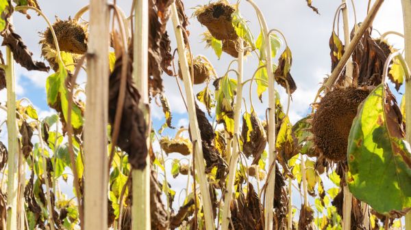 Cost of Dead Plant Removal in Redding