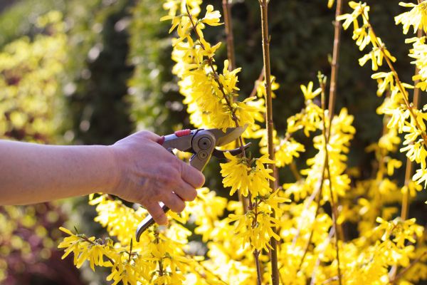 Forsythia Pruning in Redding