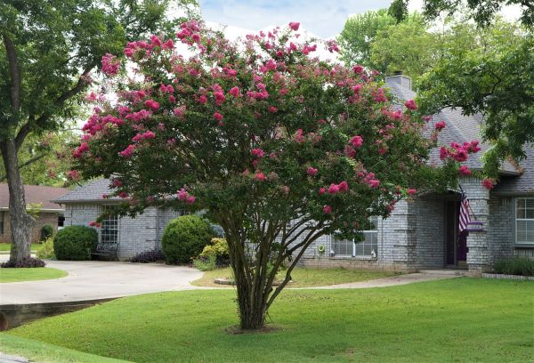 Crepe Myrtle Trimming in Redding