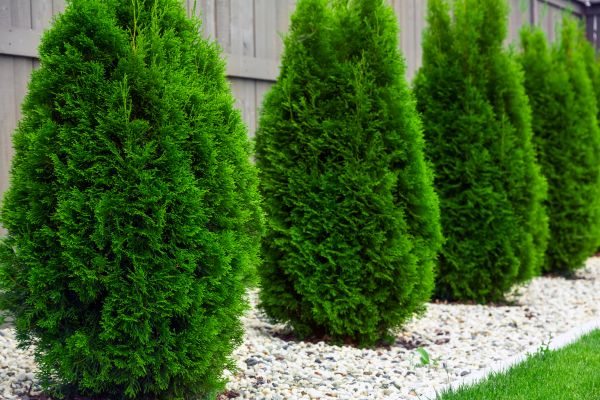 Cost of Arborvitae Removal in Redding