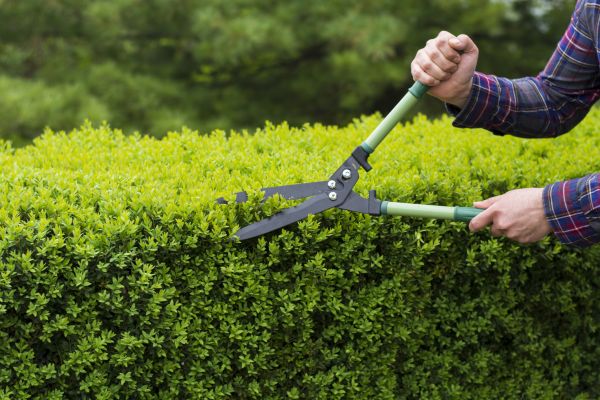 Evergreen Shrub Pruning in Redding
