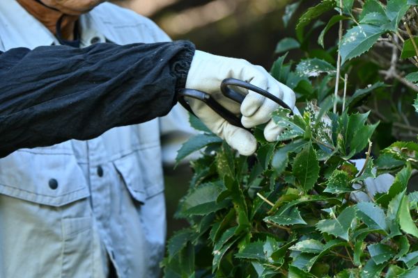 Holly Pruning in Redding