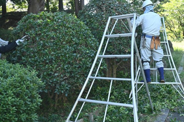 Cost of Holly Shaping in Redding