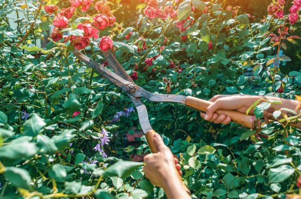 Knockout Roses Pruning in Redding