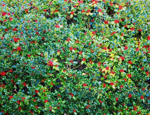 Cost of Holly Bush Removal in Redding