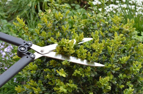 Boxwood Trimming in Redding