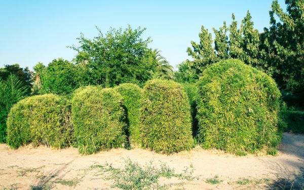Cost of Bamboo Hedge Removal in Redding