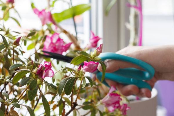 Azalea Pruning in Redding