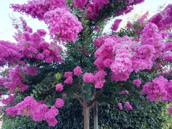 Crape Myrtle Pruning in Redding