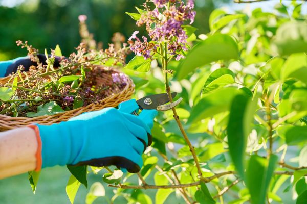 Cost of Lilac Trimming Service in Redding