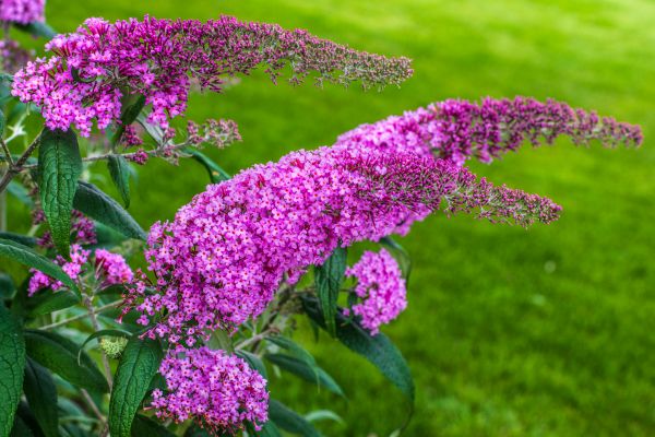 Cost of Butterfly Bush Removal in Redding