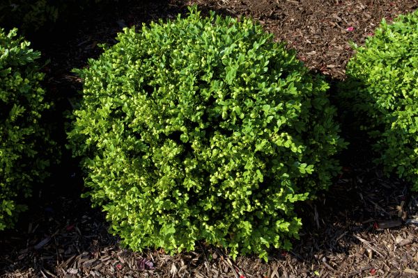 Cost of Boxwood Removal in Redding