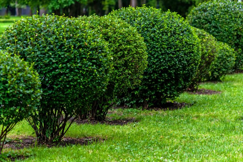 Boxwood Pruning