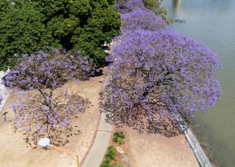 Jacaranda Pruning