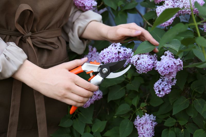 Lilac Pruning Service